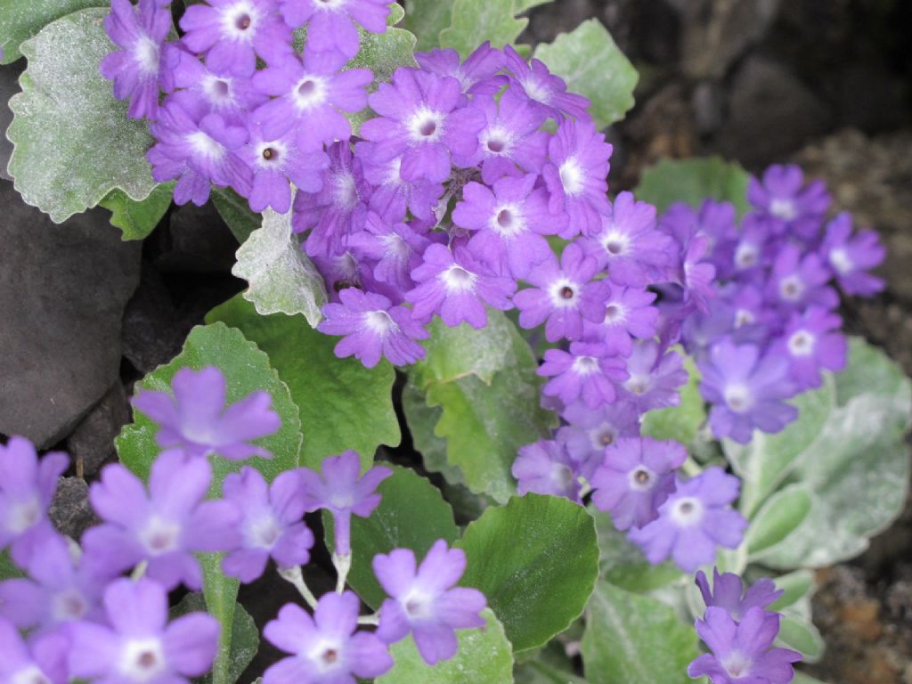 In Val d''Ancogno ad ammirare la Primula albenensis