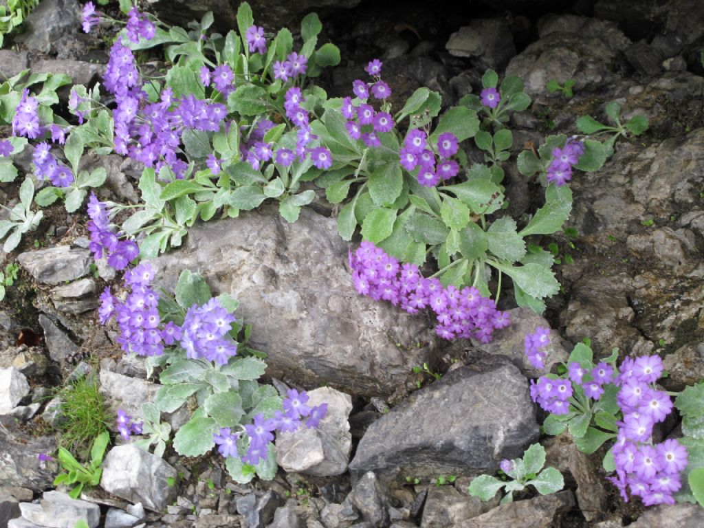 In Val d''Ancogno ad ammirare la Primula albenensis