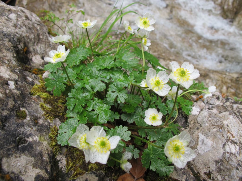 In Val d''Ancogno ad ammirare la Primula albenensis