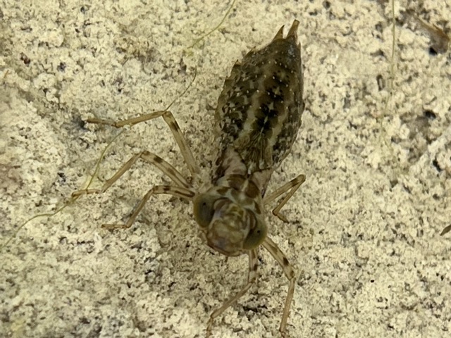 Larva di Anisottero