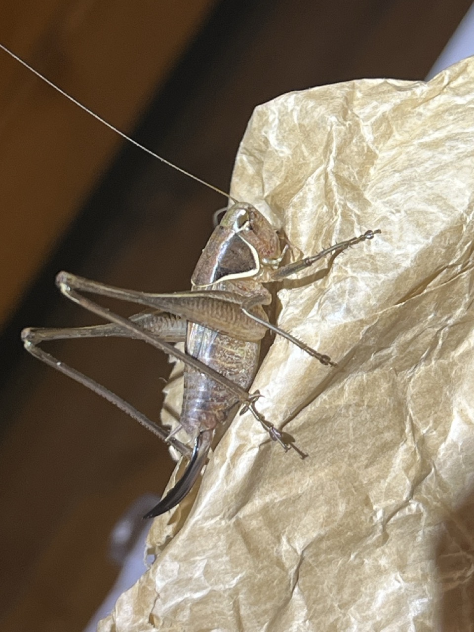 Tettigonide da identificare