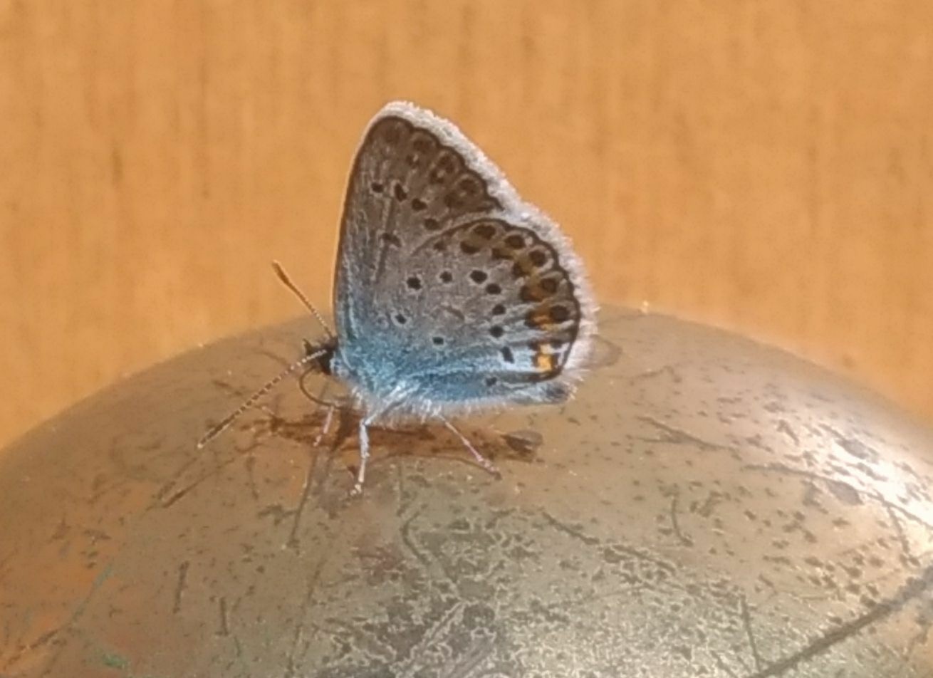 Plebejus cfr. argus, maschio  (Lycaenidae)