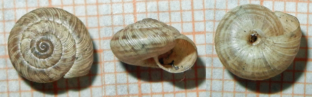 Trochoidea(Xerocrassa) geyeri (Sos, 1926)
