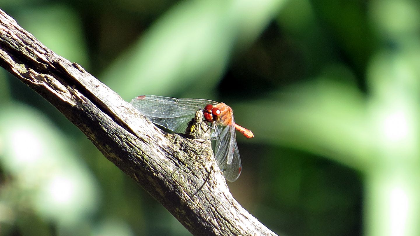 maschio di Sympetrum sanguineum