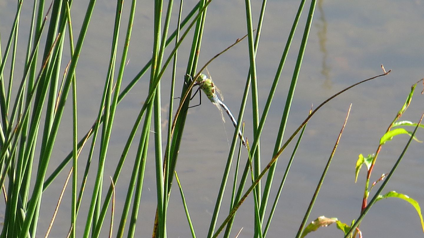 Che libellula ? Anax imperator