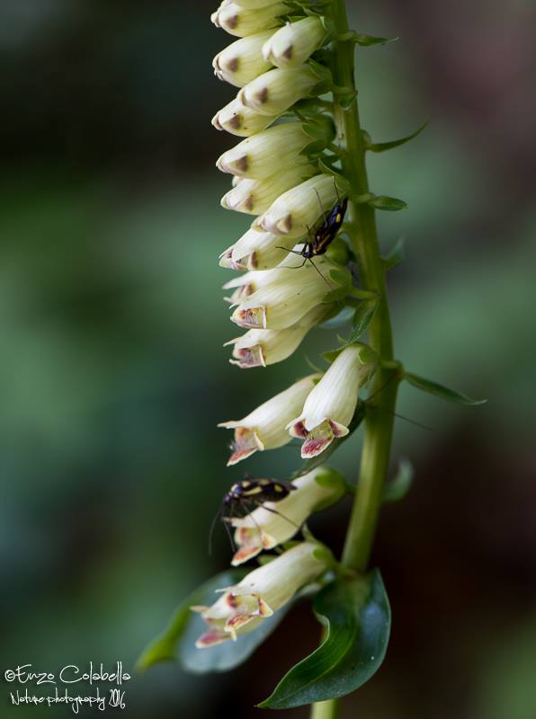 Digitalis micrantha