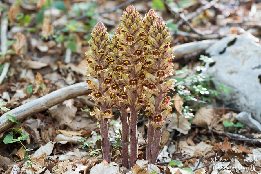 Orobanche gracilis