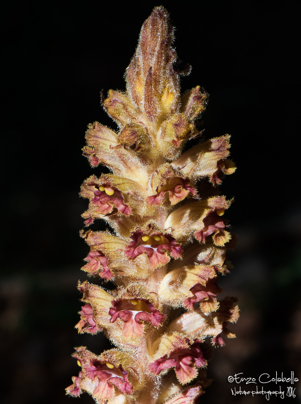 Orobanche gracilis