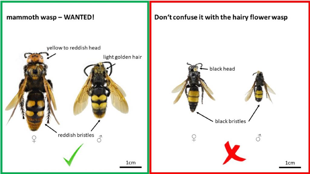 Differenze fra Megascolia e Scolia