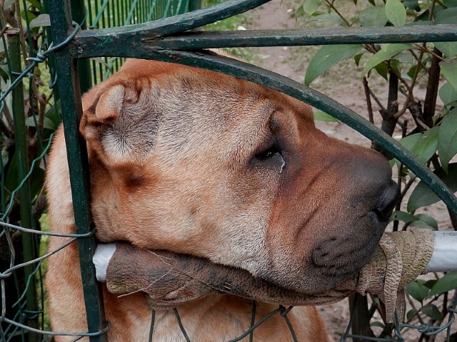 Bully e'' triste oggi....ha un po'' di mal di gola