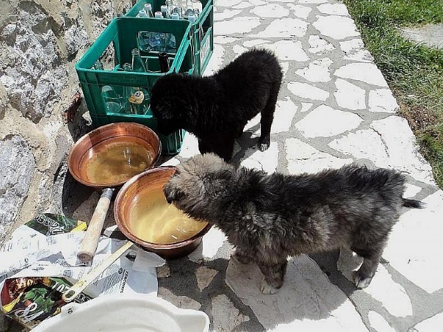 i cuccioli di grande aiuto in malga