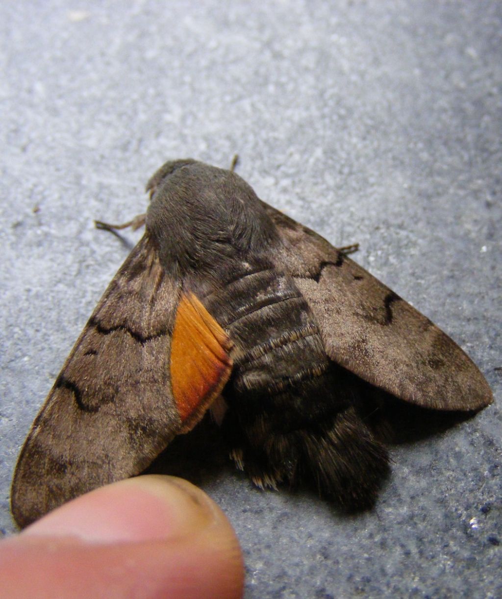 Macroglossum stellatarum Linnaeus, 1758