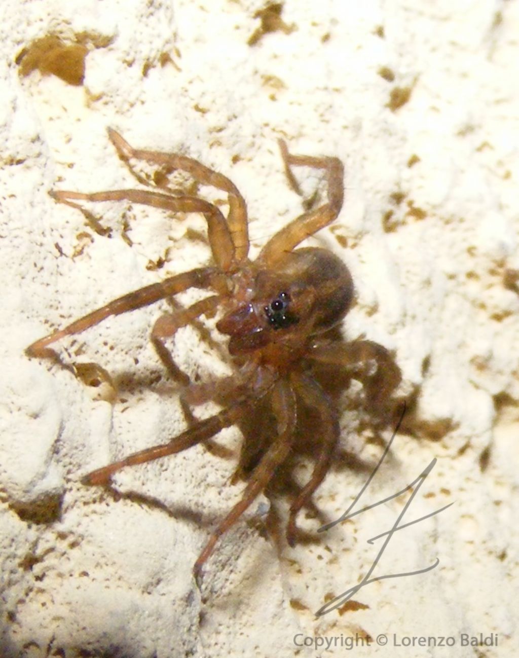 Trochosa sp. - Forte dei Marmi (LU)