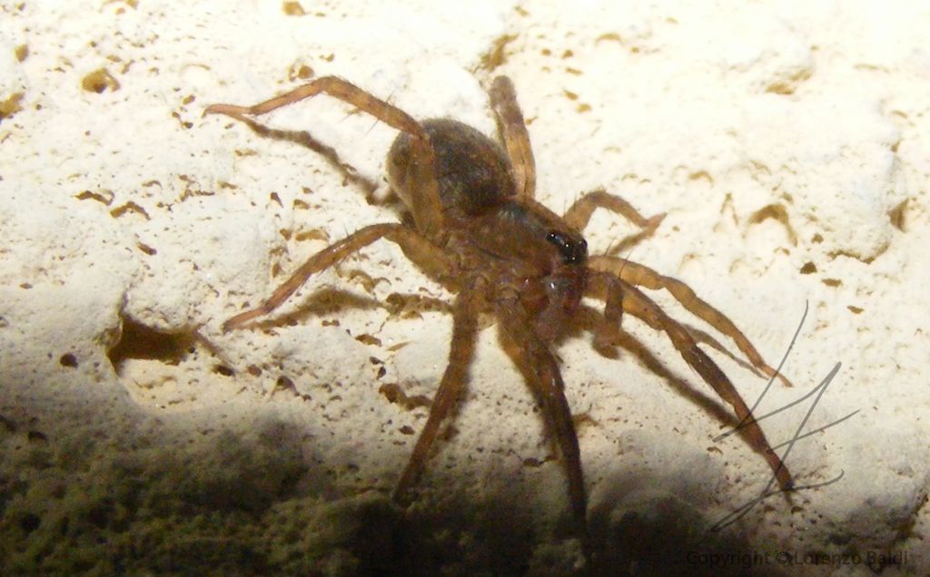 Trochosa sp. - Forte dei Marmi (LU)