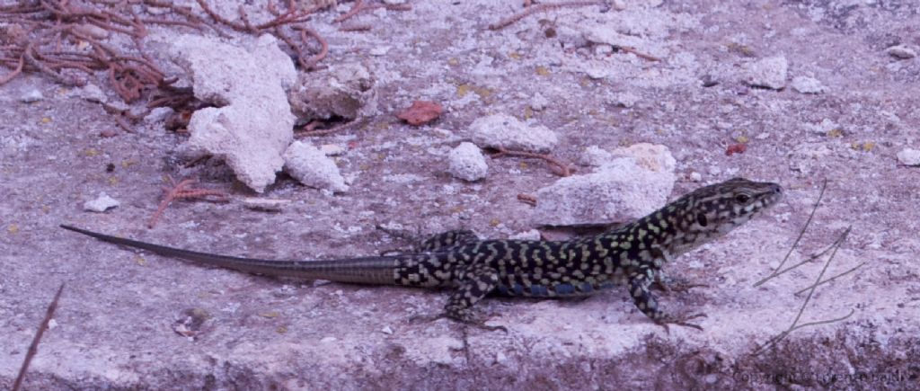 Podarcis (muralis?) dell''Isola di Pianosa