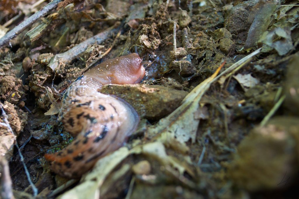 Limax aldrovandi Moquin-Tandon 1855 dal Parco dell''Orecchiella (LU)