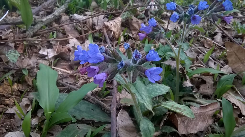 Pulmonaria australis