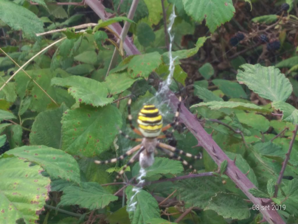 Argiope bruennichi, femmina