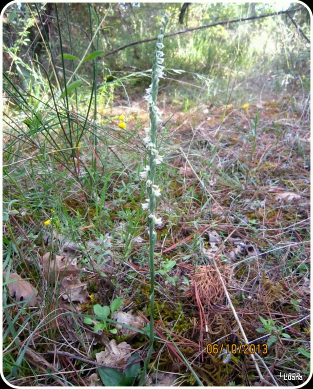 Spiranthes spiralis