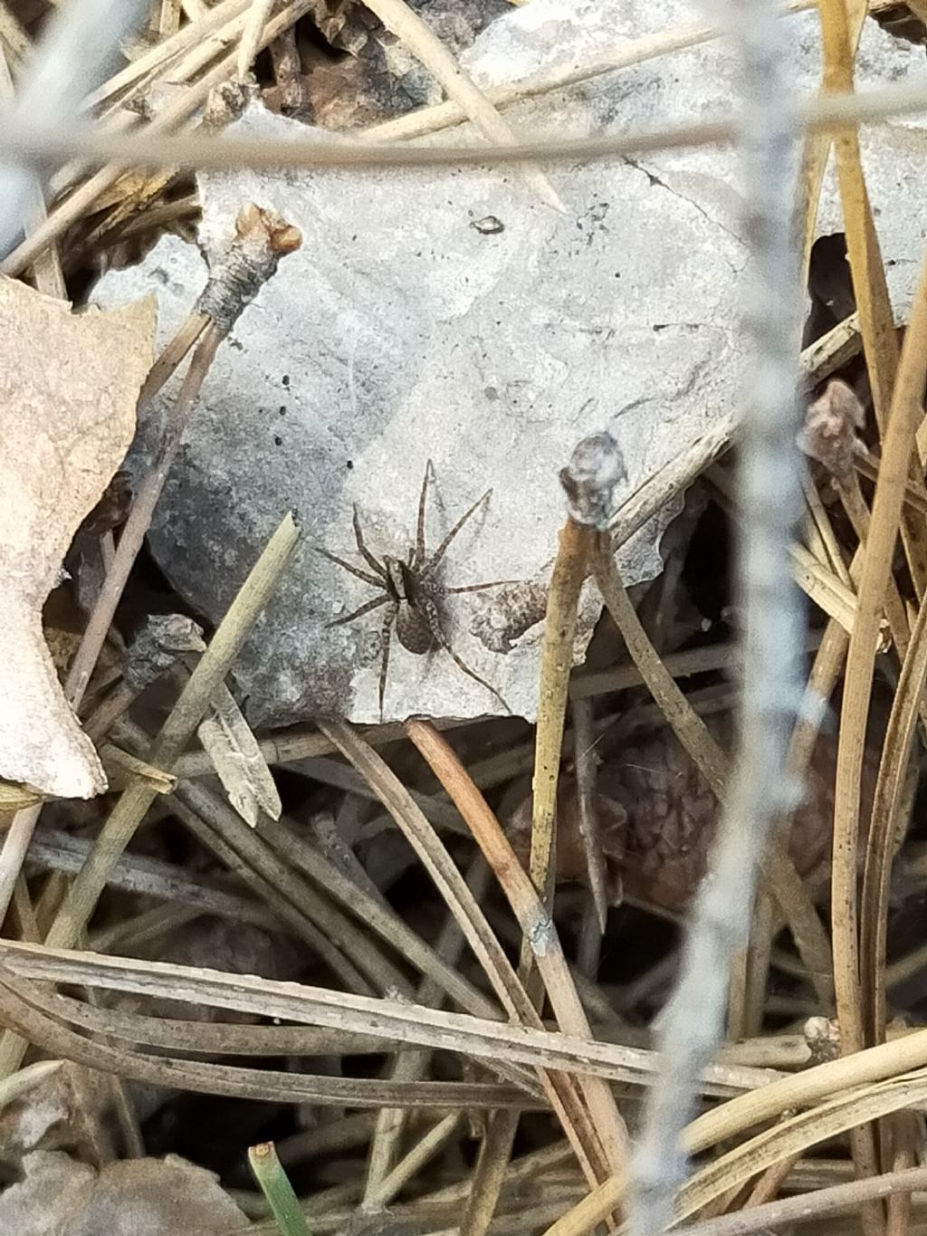 Pardosa sp. - L''Aquila