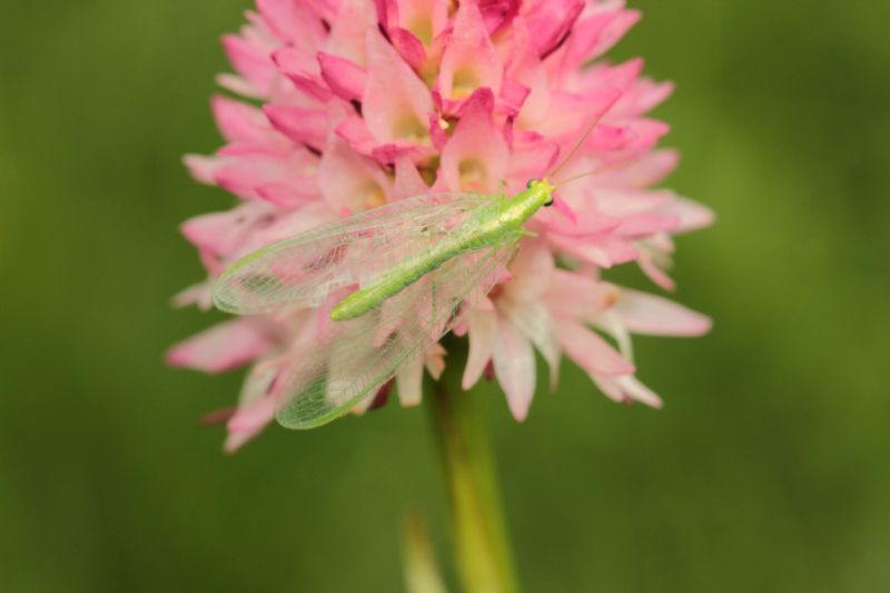 Aiuto ID. - Chrysoperla carnea