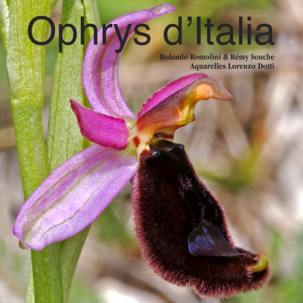 Ophrys d''Italia