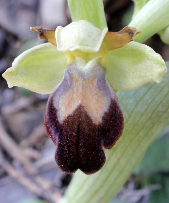 Possibile lusus di Ophrys bertolonii subsp. benacensis