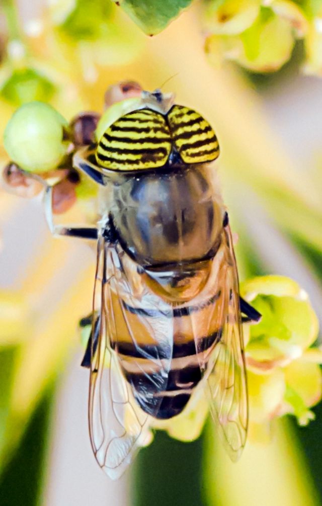 Eristalinus taeniops, maschio, Syrphidae