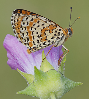 Differenza tra due Melitaea: Melitaea didyma e Melitaea phoebe