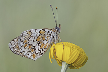 Differenza tra due Melitaea: Melitaea didyma e Melitaea phoebe