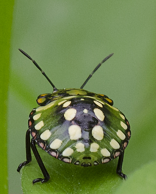 che specie e''? Nezara virudula (ninfa)