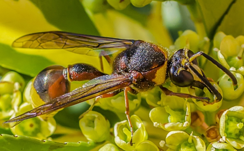 Delta unguiculatum, Vespidae Eumeninae