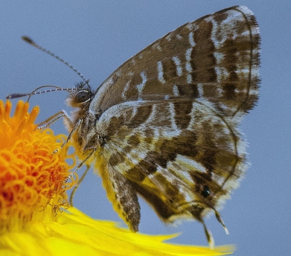 farfallina da identificare - Cacyreus marshalli