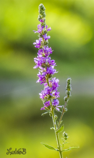 Lythrum salicaria