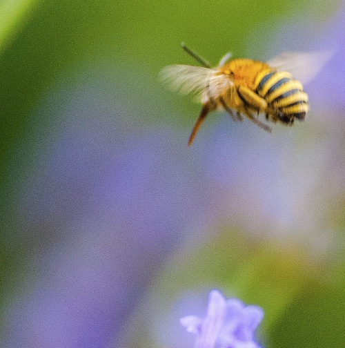 Amegilla sp.,  Apidae Anthophorinae