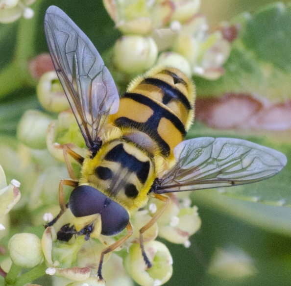 Myathropa florea (Syrphidae)