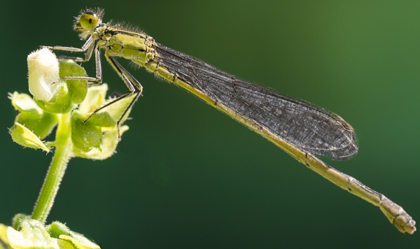 femmina di Ischnura elegans