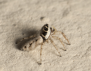 Salticus mutabilis, femmina - Prato