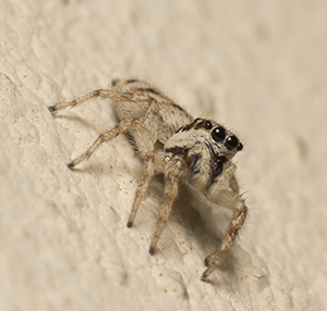 Salticus mutabilis, femmina - Prato