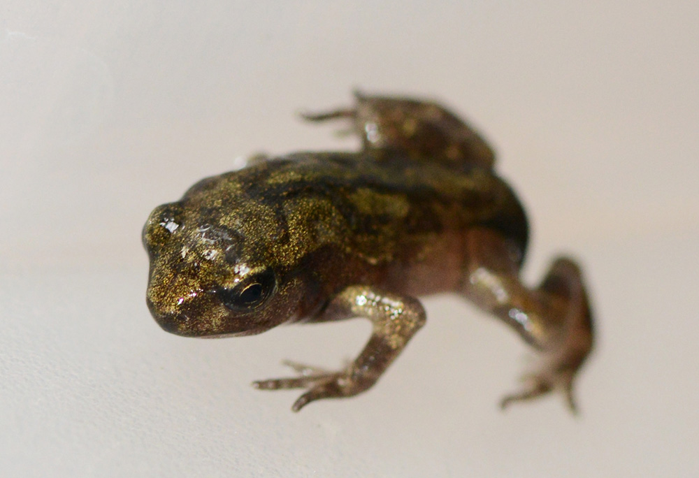 Bufotes balearicus o Bufo bufo ? Bufo bufo