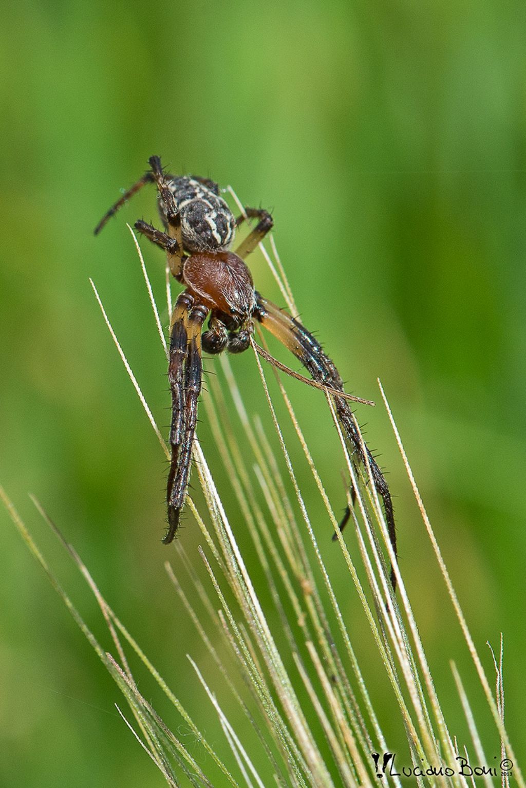 Larinioides cf. cornutus - Orbetello (GR)