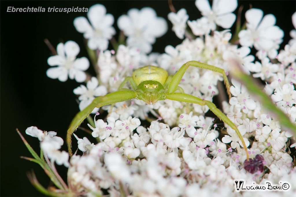 Thomisidae: Ebrechtella tricuspidata -  Orbetello (GR)