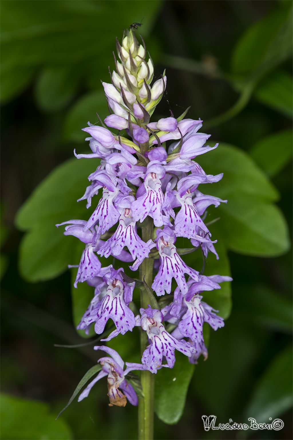 Dactylorhiza maculata