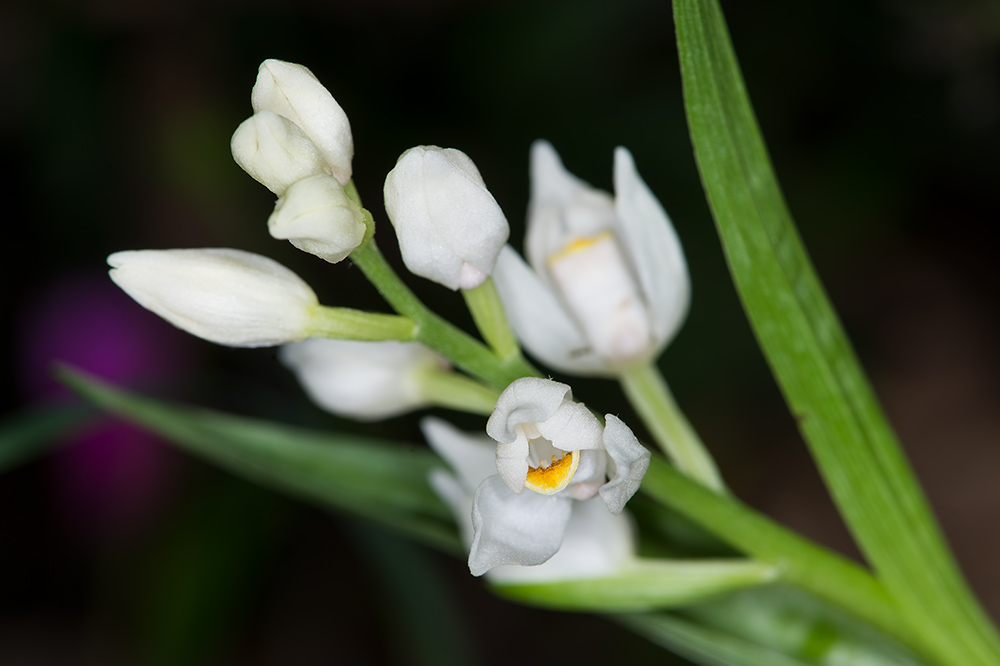 Cephalanthera longifolia? si