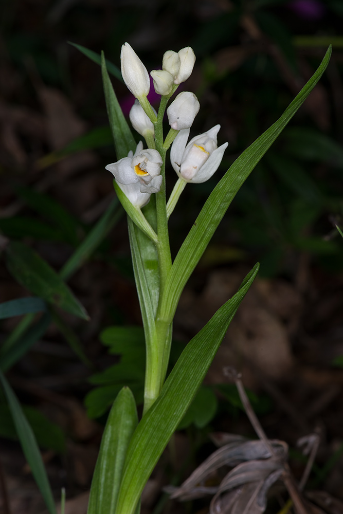 Cephalanthera longifolia? si