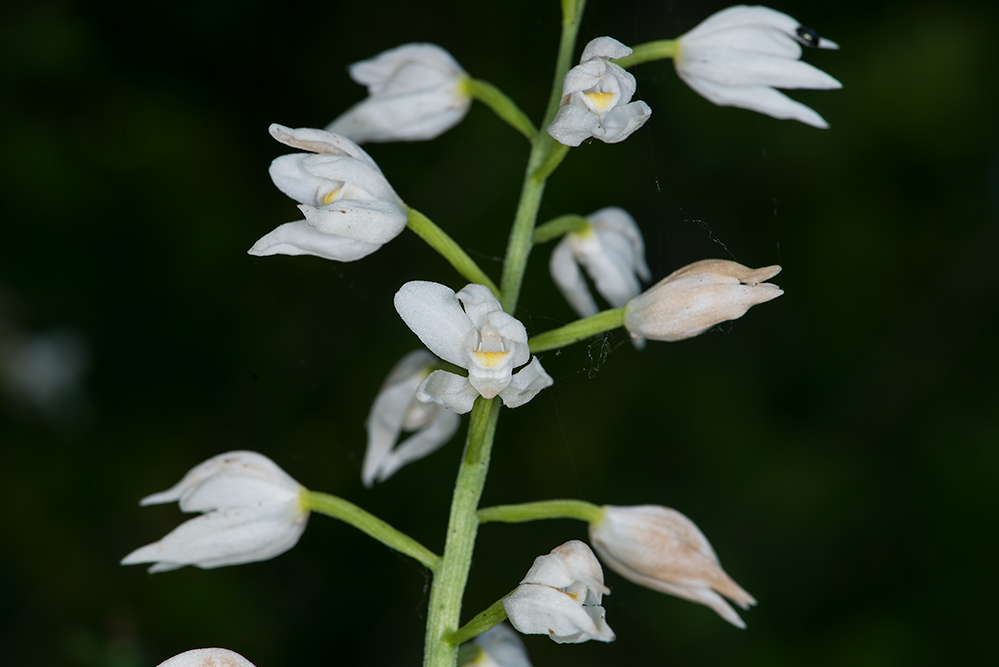 Cephalanthera longifolia? si