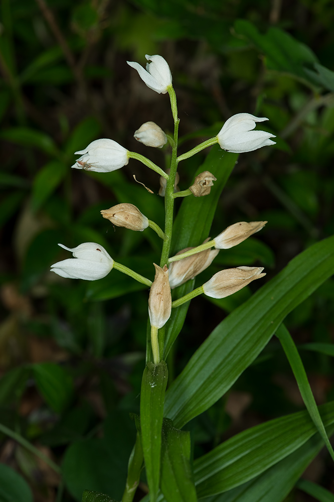 Cephalanthera longifolia? si