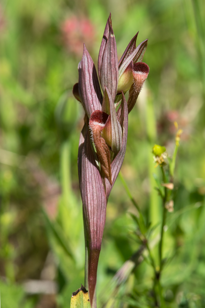 Serapias vomeracea