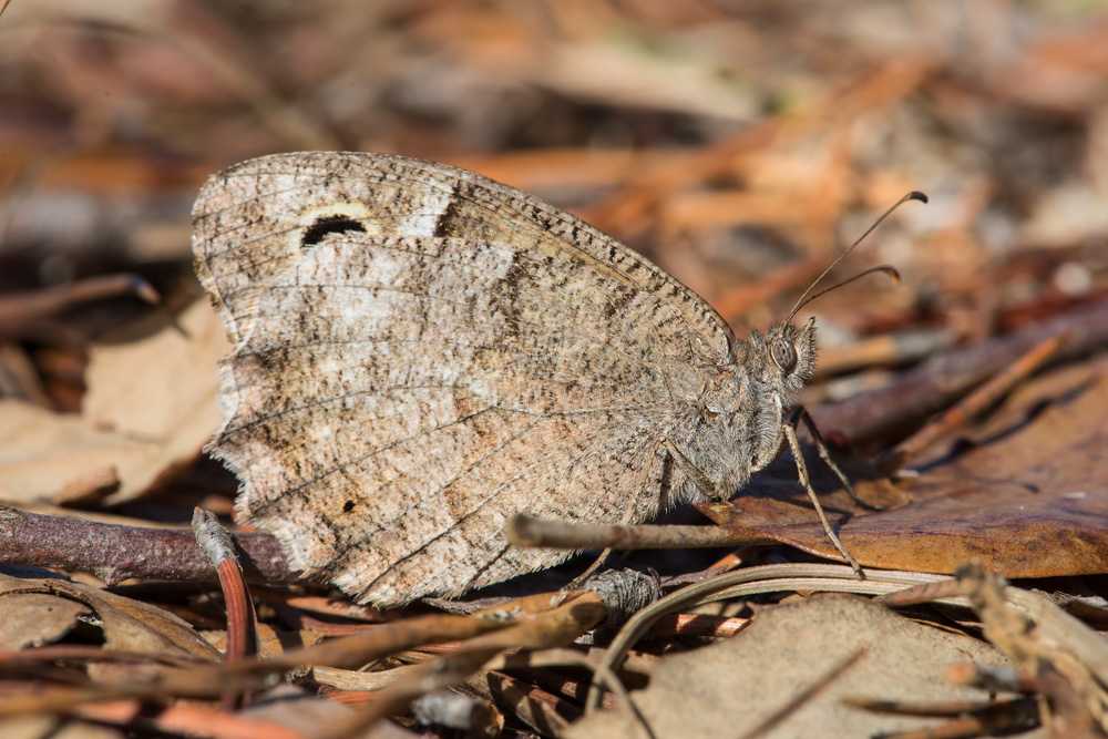 Aiuto identificazione - Hipparchia (Neohipparchia) statilinus, Nymphalidae