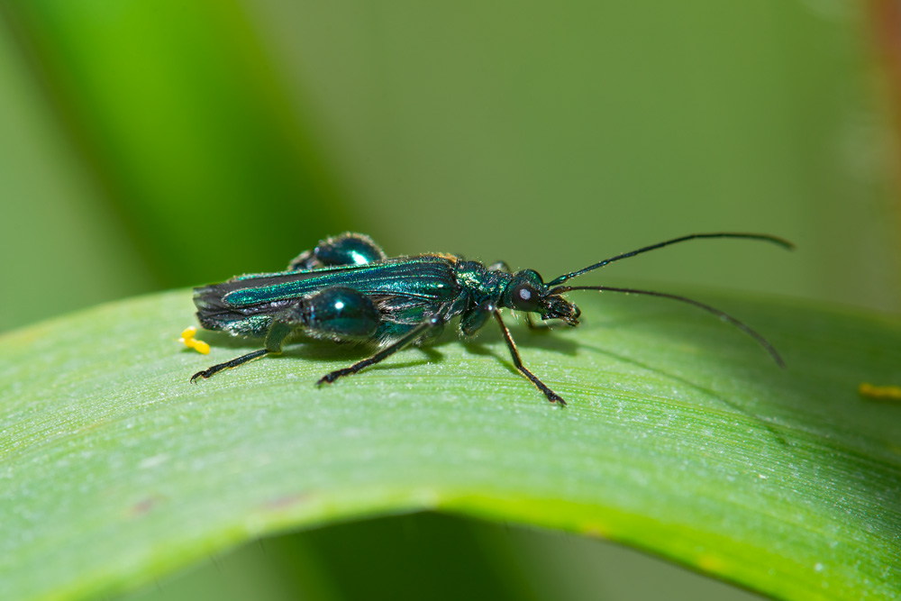 Oedemera flavipes? No, Oedemera nobilis, maschio (Oedemeridae)